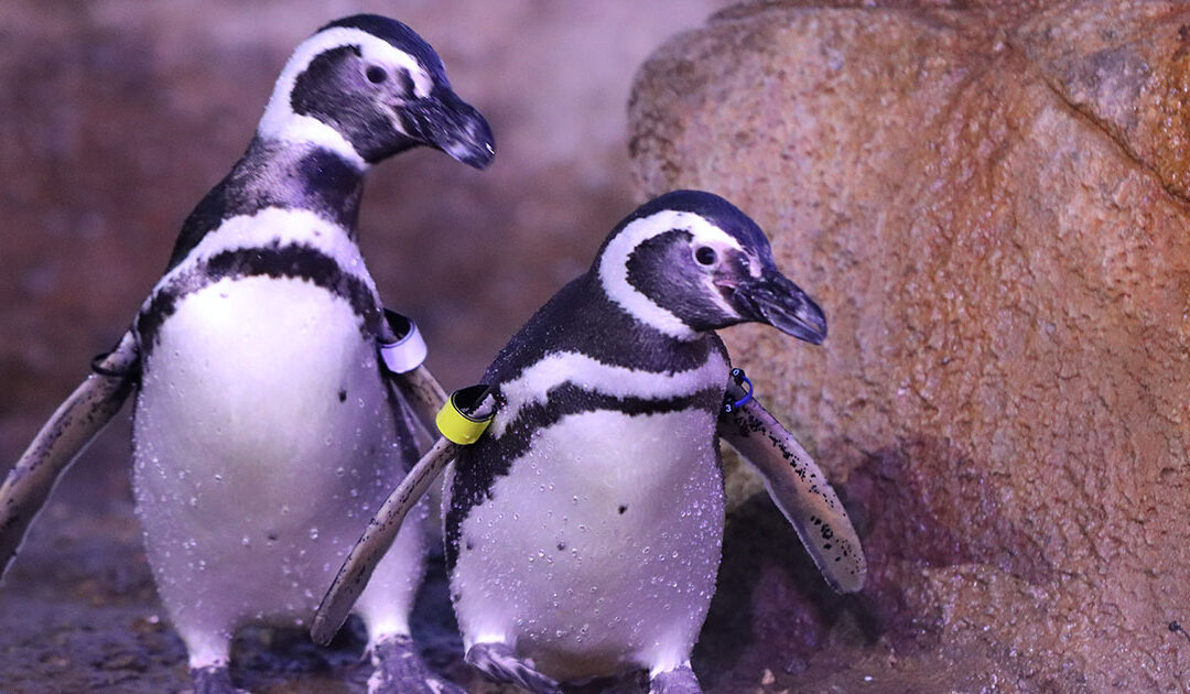 John Ball Zoo Celebrates Penguin Awareness Day
