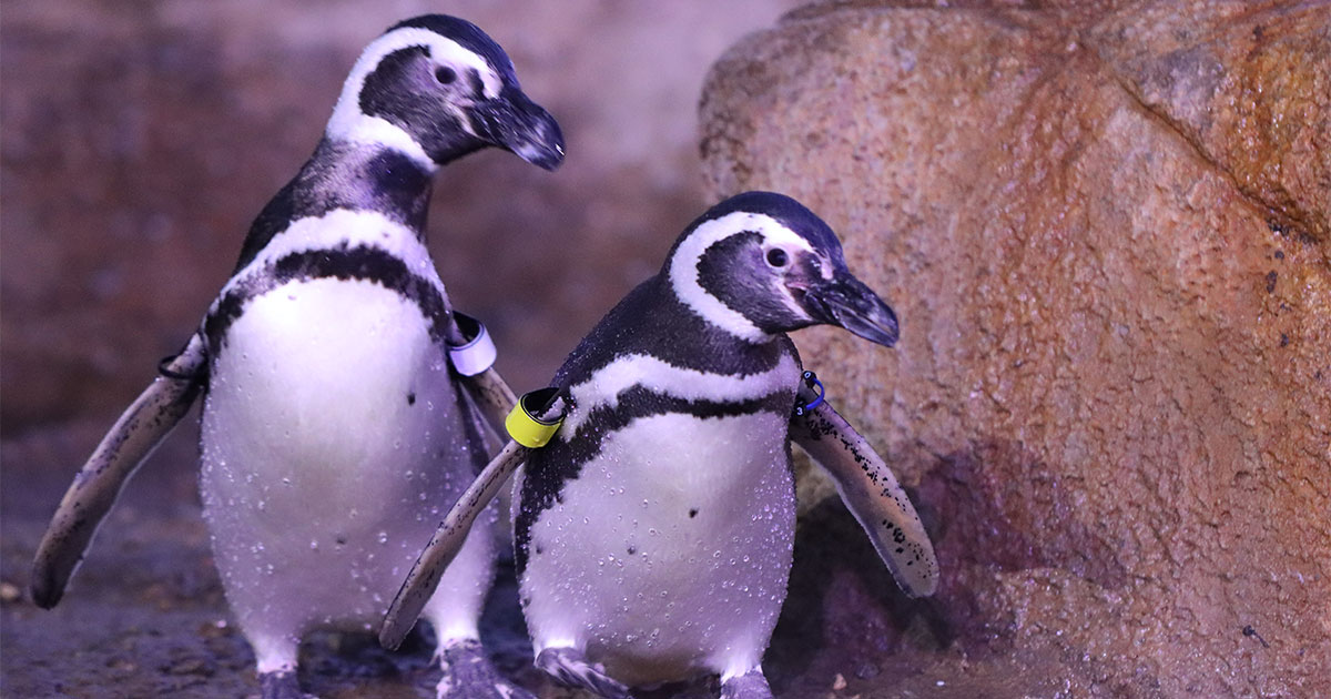 WMW-PenguinAwarenessDay-eNews1