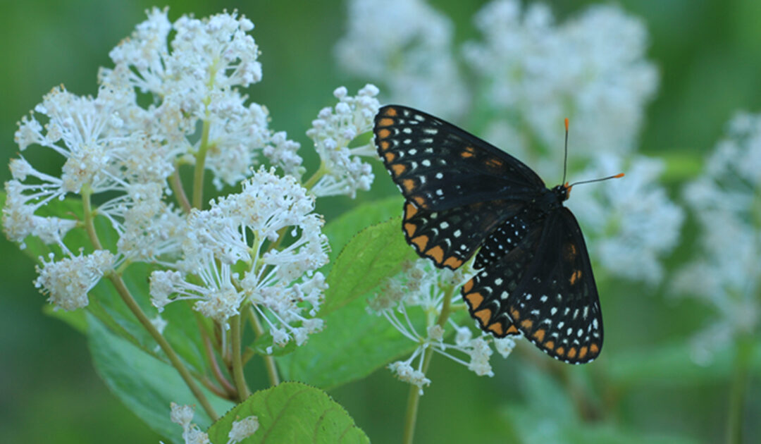 Tips for a Wildlife-Friendly Backyard