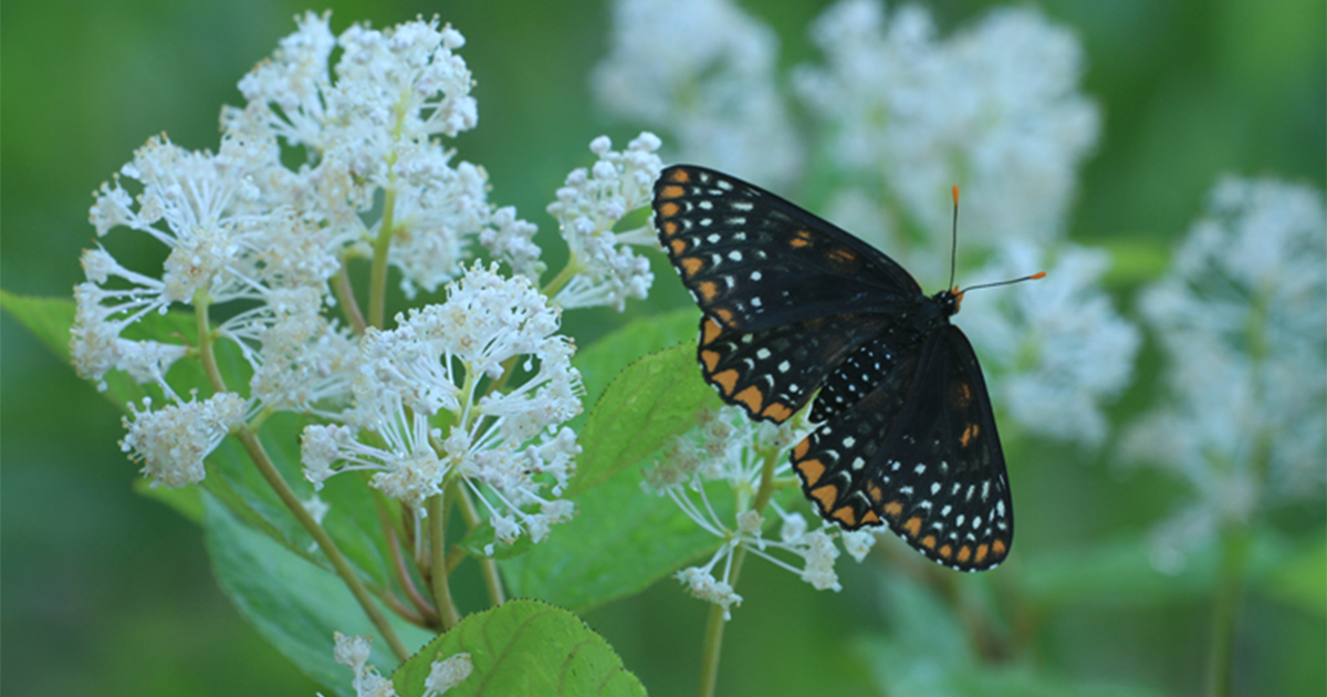 WMW-WildLifeFriendly-eNews