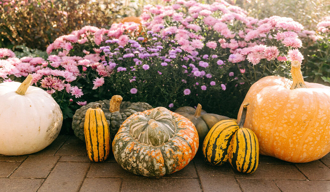 Meijer Gardens’ 25th Annual Chrysanthemum Exhibition Weaves an Autumn Tapestry