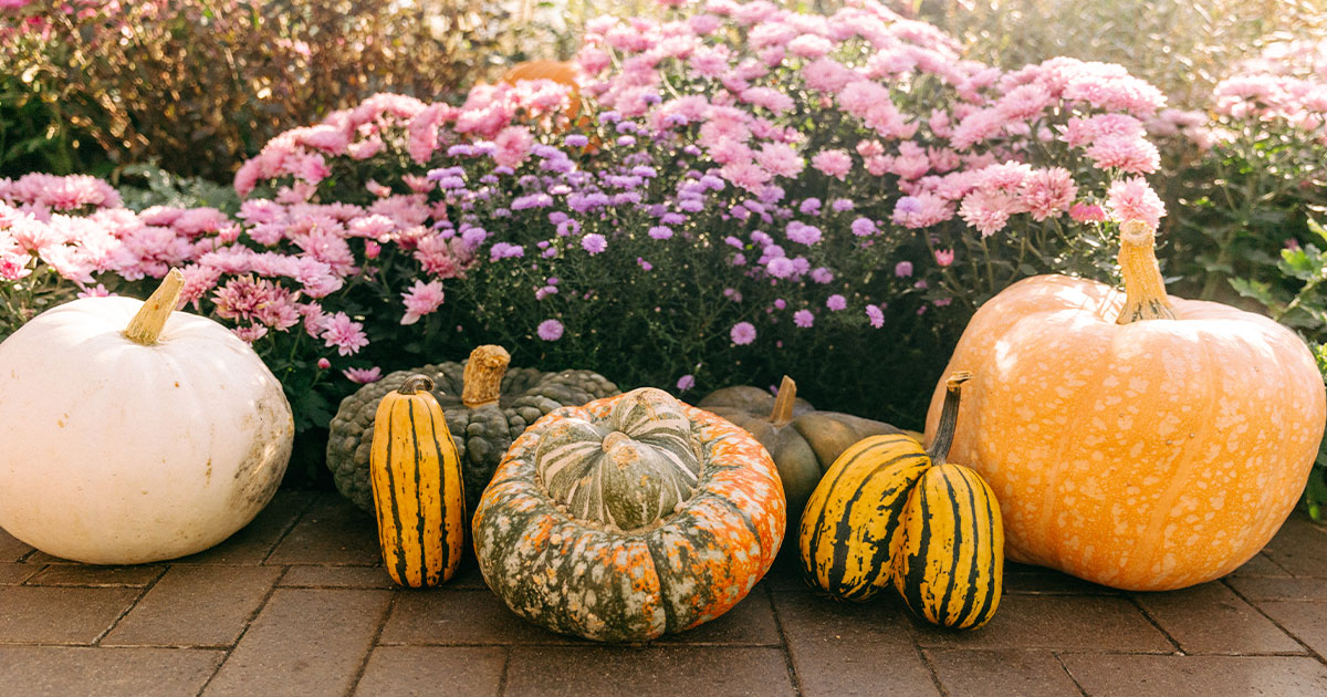WMW-ChrysanthemumExhibition-eNews