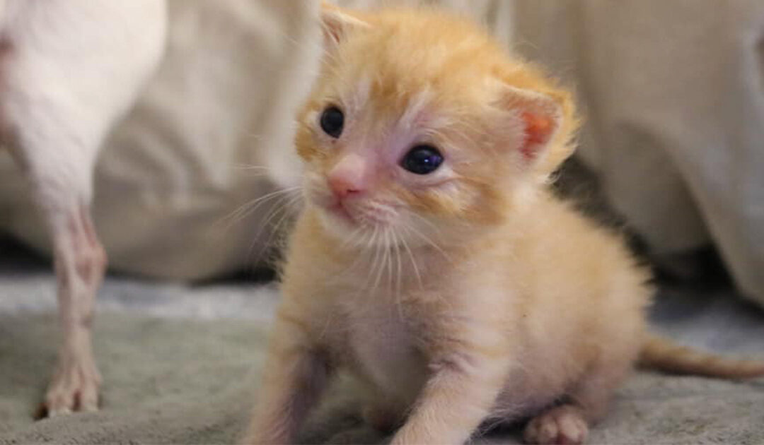 Kitten Season Is Here: How You Can Make a Difference