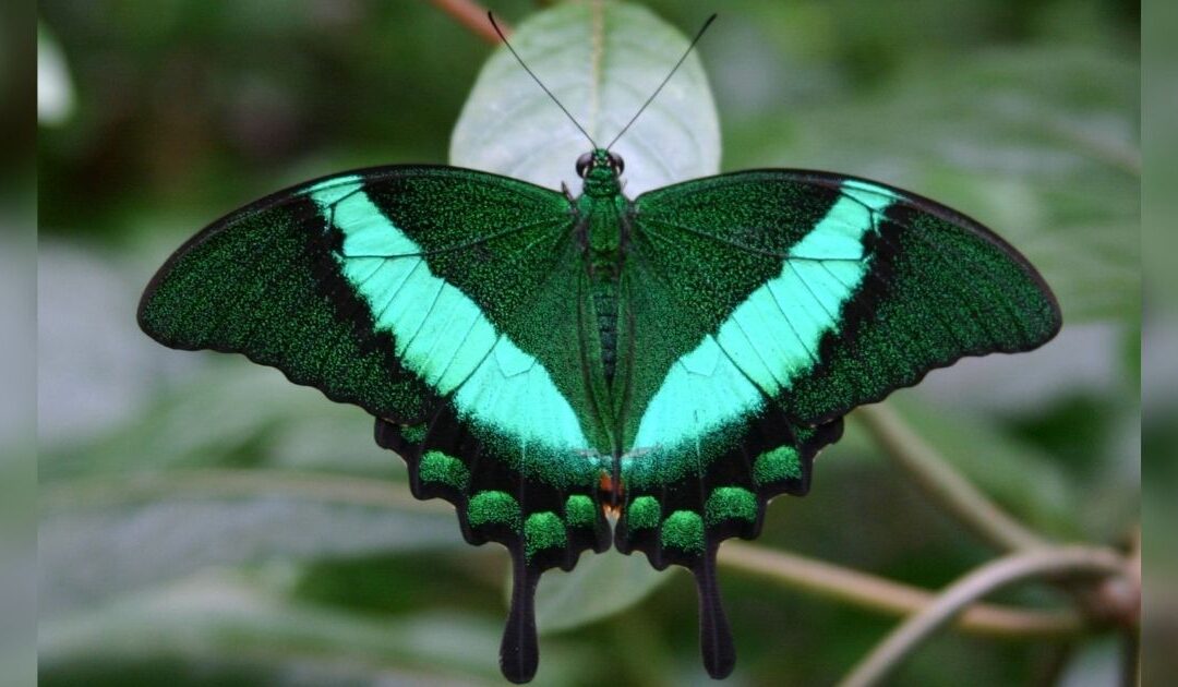 Thousands of Tropical Butterflies Take Flight Once More at Frederik Meijer Gardens & Sculpture Park