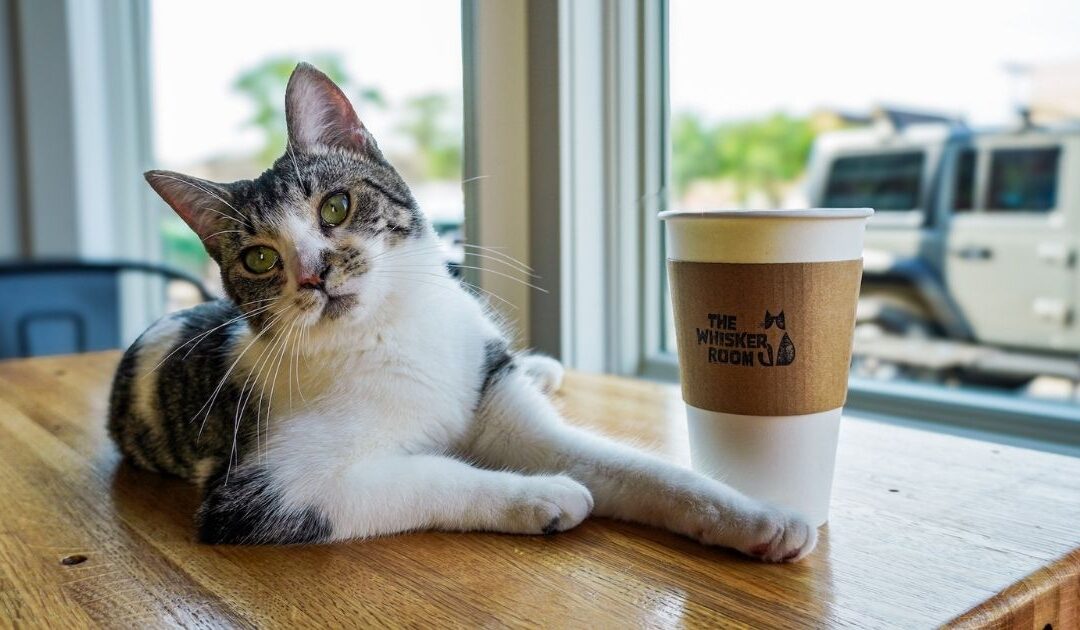 The Whisker Room: Where Cats Find Homes and People Find Purpose