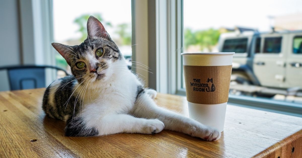 Muskegon cat café