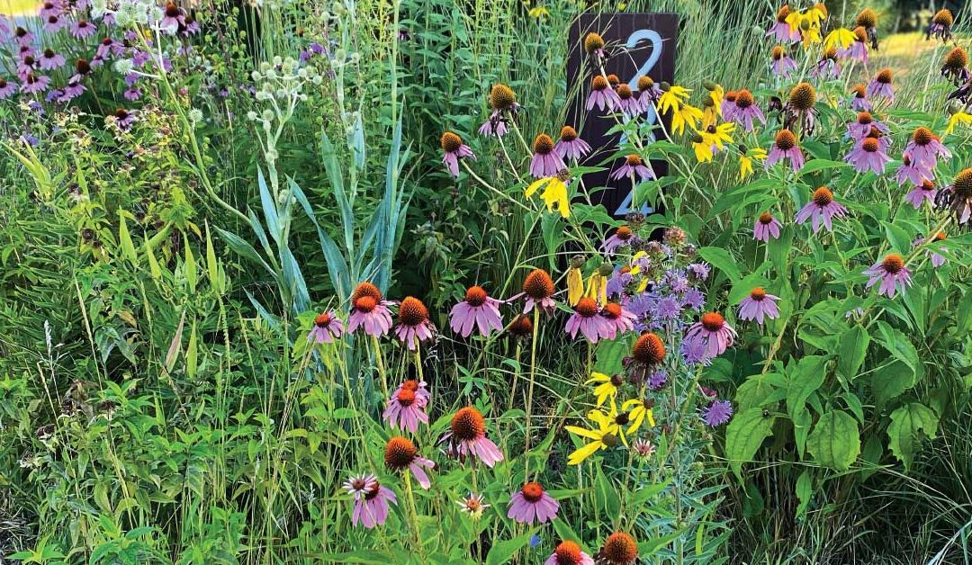 Achieving the Low-Maintenance Garden of Your Dreams Using Native Plants