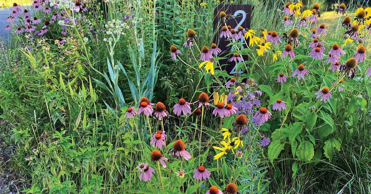 low‑maintenance garden with native plants low‑maintenance garden with native plants