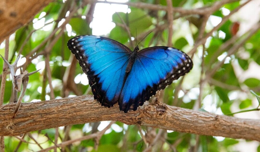 Spring Takes Flight Once More at Frederik Meijer Gardens & Sculpture Park