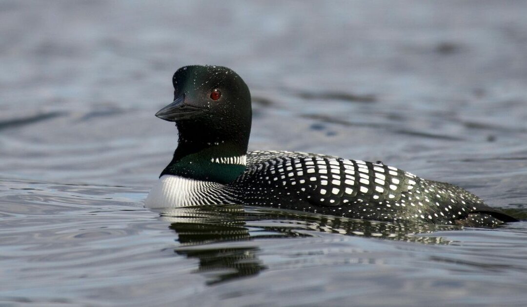 Birdwatching Around West Michigan: Tips & Spots to Note