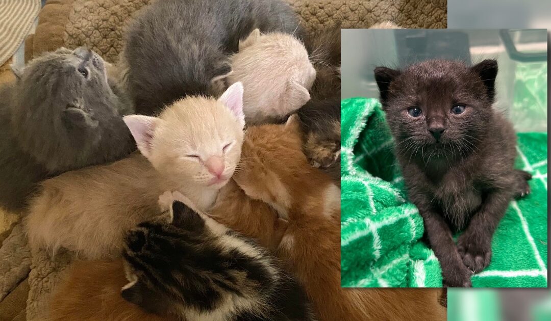 It’s Kitten Season! How You Can Help Ensure They’re Cared For