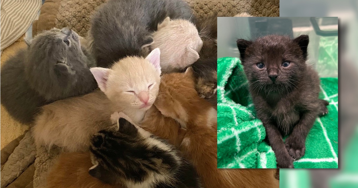 kitten season care kitten season care
